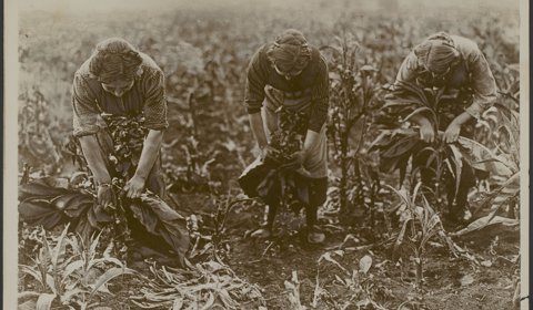 Tabak plukken in de omstreken van Amerongen