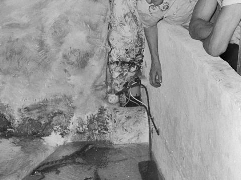 Krokodil In Sarasani