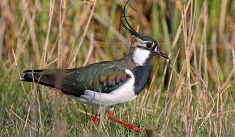 Vanellus vanellus, kievit