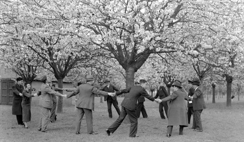 De Utrechtse Pers Die Danst Onder Bloesem In Een Boomgaard Aan De Utrechtseweg Te Ijsselstein