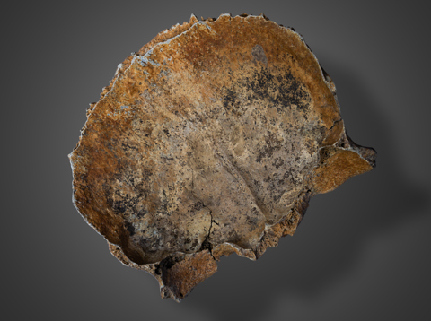 De onderkant van het schedeldak van Wijk bij Duurstede