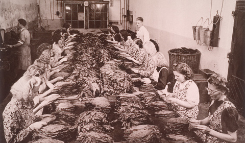 Strippen en sorteren tabaksbladeren in 1930 de Ritmeester-fabriek