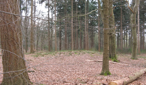 Grafheuvel in de Kaapse Bossen bij Leersum