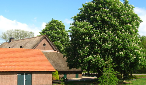 Kastanjeboom Op Erf Emminkhuizen