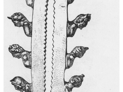 Castration Clamp Restoration