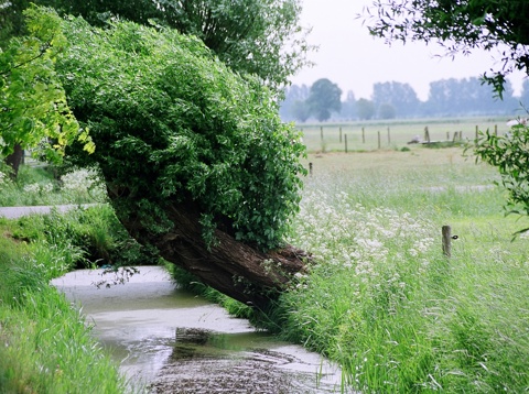 Knotboom boven het water