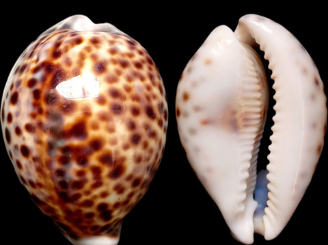 Kaurischelp Cypraea tigris