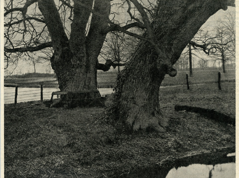Eikenbomen op landgoed Stoutenburg