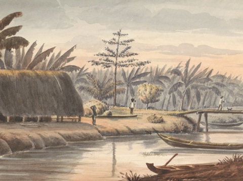 Plantage met bananenveld