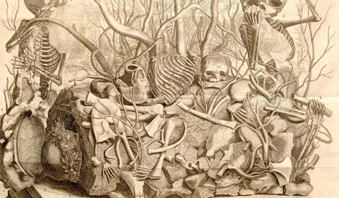 Anatomisch Museum Bleulandium