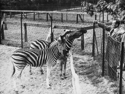 Zebra's in Ouwehands Dierenpark