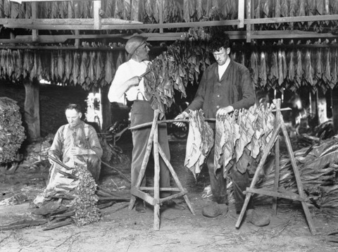 Het drogen van tabaksbladeren in een tabaksschuur op de Utrechtse Heuvelrug