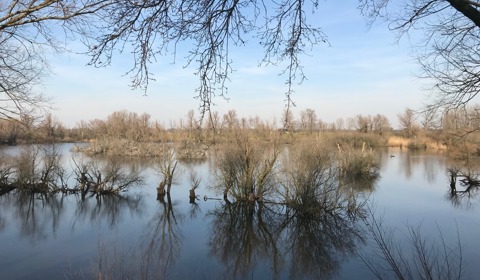 Natuurgebied de Blauwe Kamer