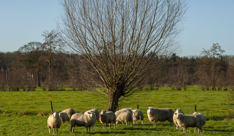 Schapen langs het Schutpad
