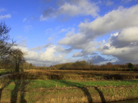 Grienden in de Polder Bolgerijen bij Vianen